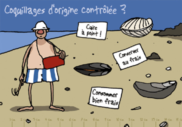 Dessin humoristique sur la qualité des coquillages ramassés