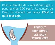 Moustique Tigre - Visuel "Larve moustique"