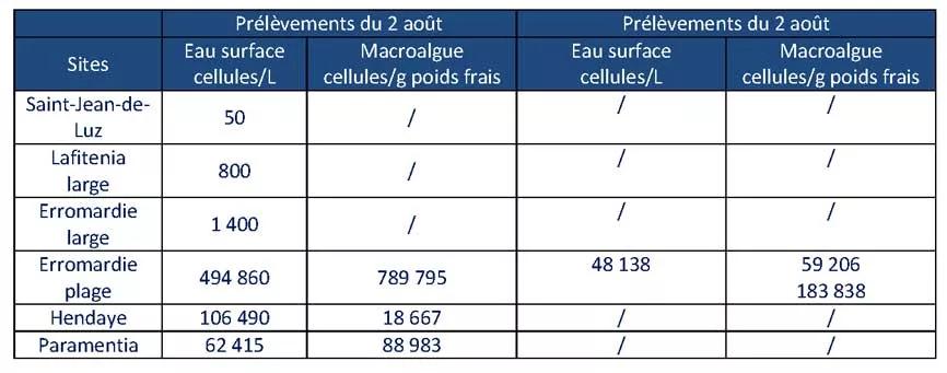 Tableau résultats Ostreopsis Côte Basque du 12/08/2021