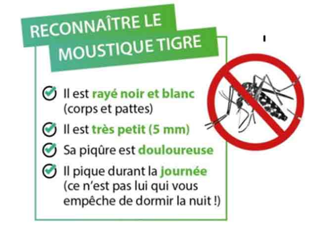 Visuel reconnaître le moustique tigre