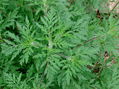 Feuilles d'ambroisie