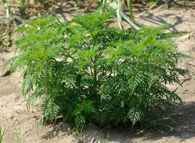 Ambroisie : une plante hautement allergisante pour l'homme | Agence  rgionale de sant Nouvelle-Aquitaine