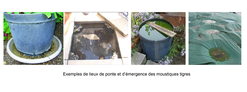 Visuel lieux de ponte du moustique tigre