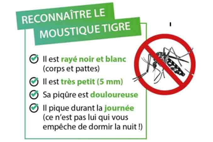 Moustique tigre - Reconnaître et signaler le moustique tigre | Agence  régionale de santé Nouvelle-Aquitaine