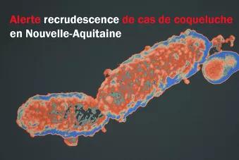 Visuel Alerte coqueluche