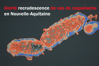 Visuel Alerte coqueluche