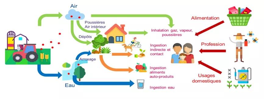 Visuel SPF - Voies d'exposition aux pesticide