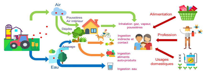 Visuel SPF - Voies d'exposition aux pesticide