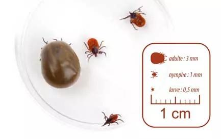 Visuel tique maladie de Lyme