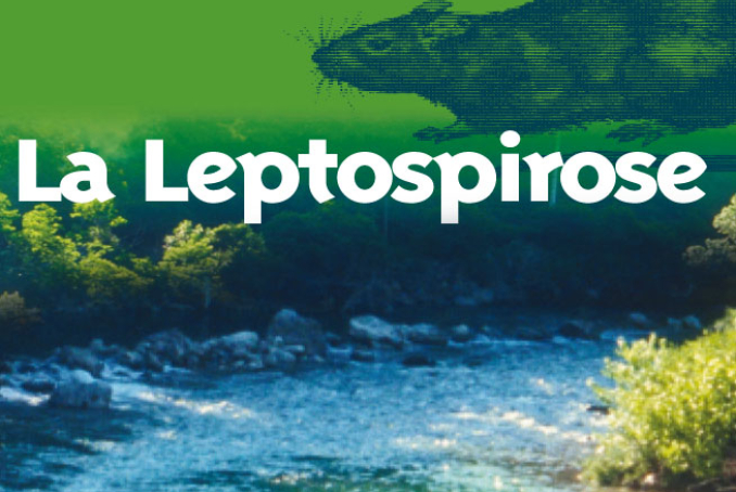 Visuel leptospirose