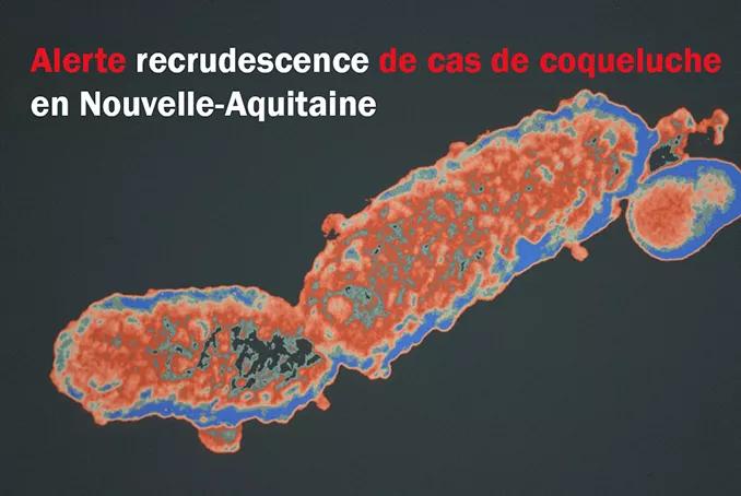 Visuel Alerte coqueluche